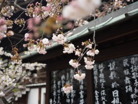 日本花卉物语与诸城万芳花卉市场的邂逅诸城花卉基地