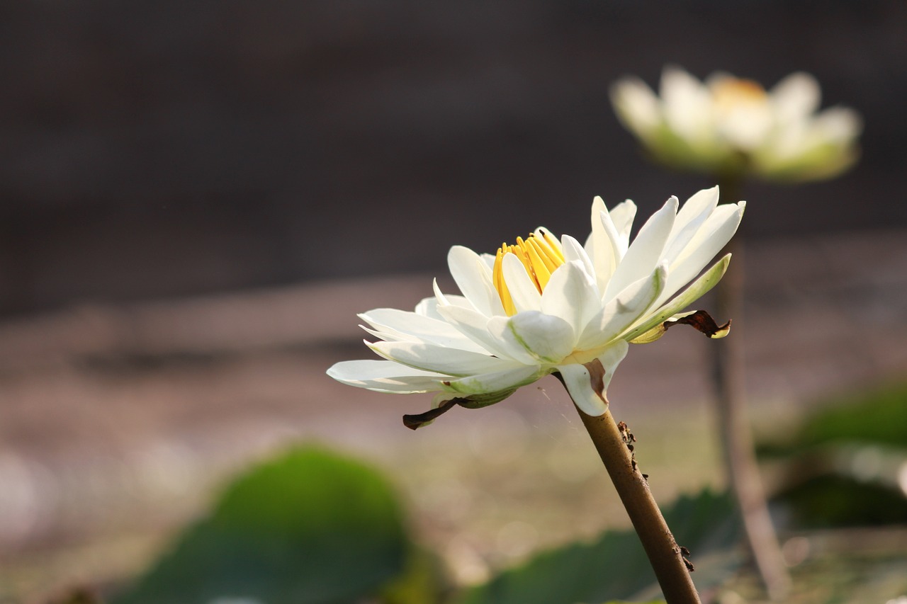 闫营花卉——长沙花卉苗木的绿色宝藏闫良花卉市场  第1张